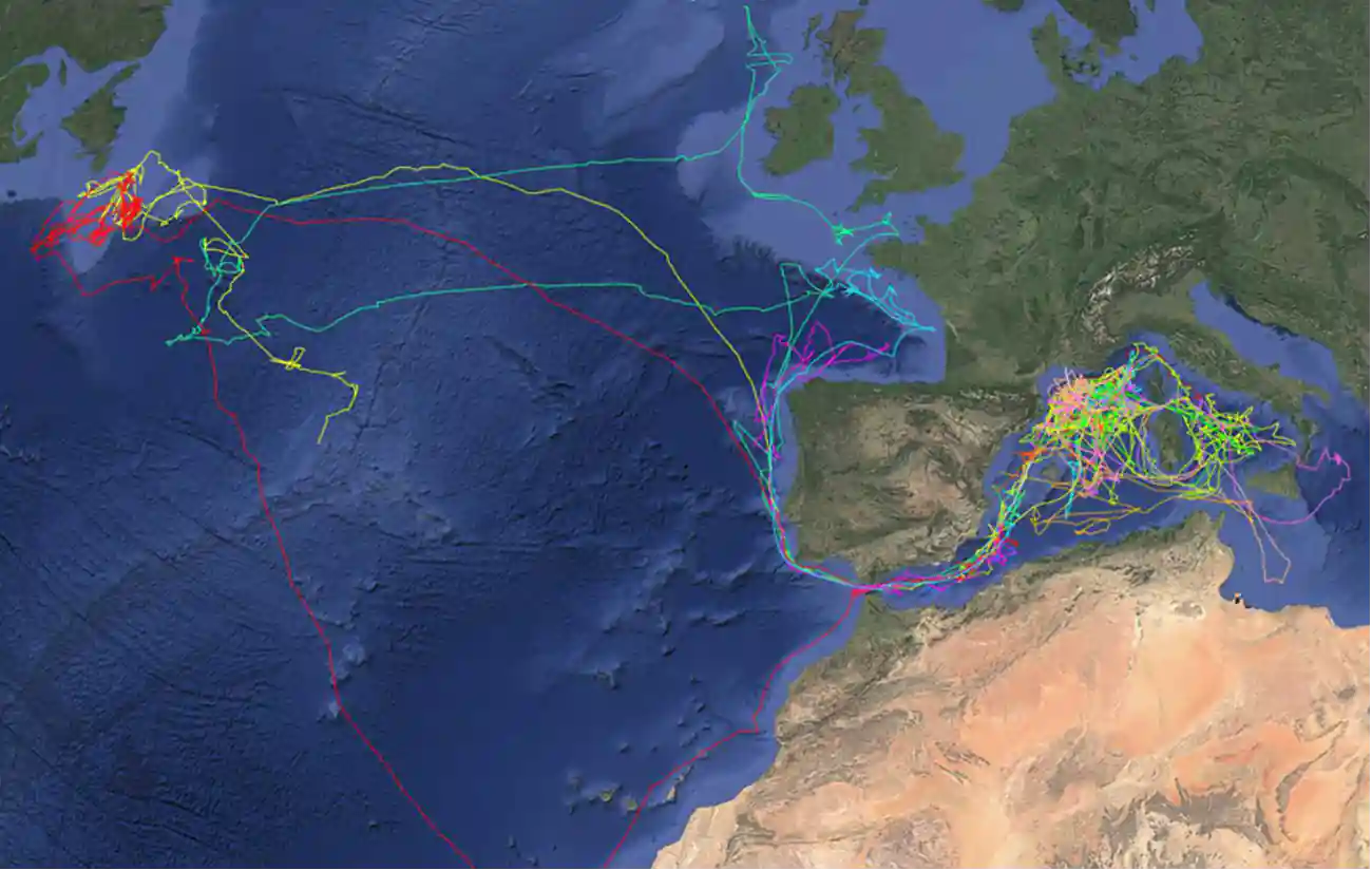 Suivie des déplacement de thons - MTR